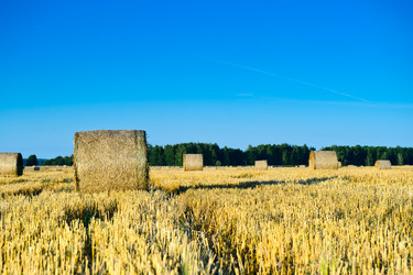 Similar image 770265