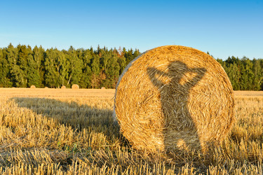 Similar image 770272