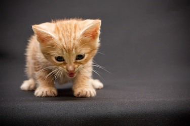 Similar image 770745