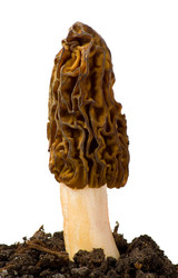 Similar image 771315