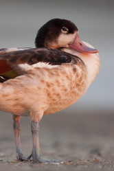 Similar image 771402