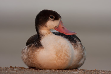 Similar image 771417