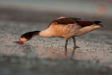 Similar image 771420