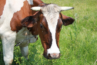 Similar image 771427