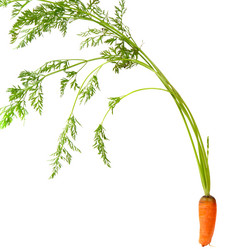 Similar image 771529