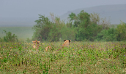 Similar image 771760