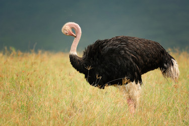 Similar image 771883