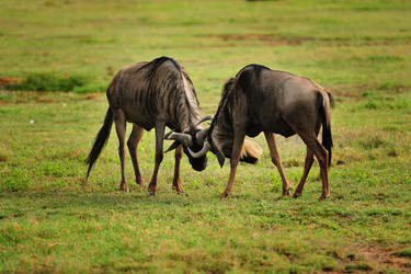 Similar image 771980