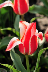 Similar image 771982