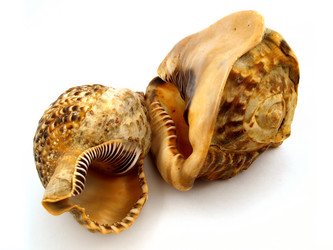 Similar image 772113