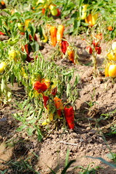 Similar image 772521