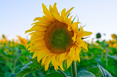 Similar image 772889