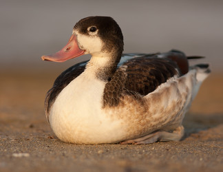 Similar image 773030