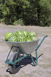 Similar image 773241