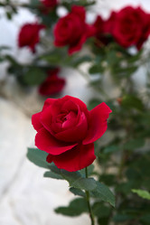 Similar image 773430