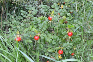 Similar image 773525