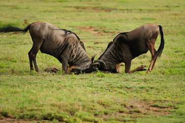 Similar image 773540