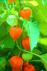 Similar image 774113