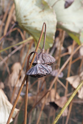 Similar image 774119