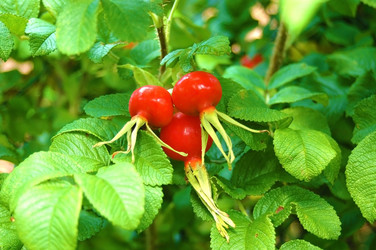 Similar image 774120