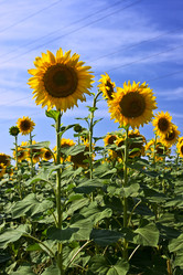 Similar image 774131