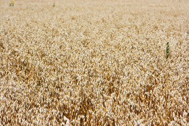 Similar image 774229