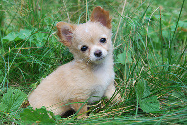 Similar image 774288