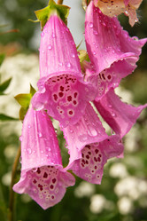 Similar image 774481