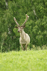 Similar image 774487