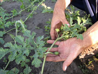 Similar image 774525