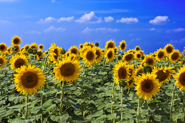 Similar image 774961