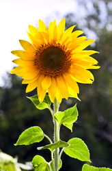 Similar image 775018