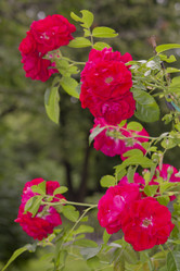 Similar image 775032