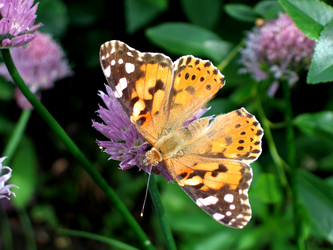 Similar image 775038