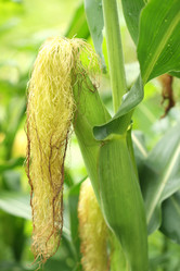 Similar image 775146