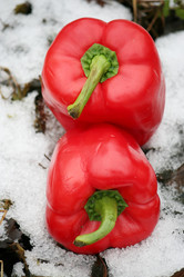 Similar image 775328