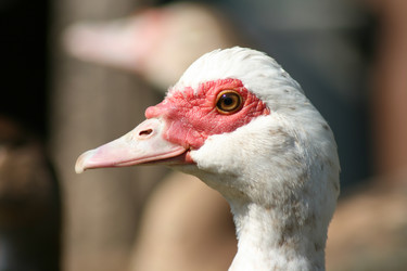 Similar image 775381