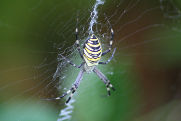 Similar image 775454