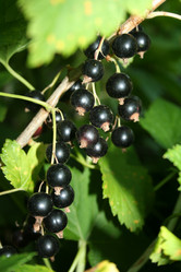 Similar image 775555