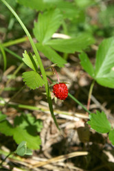 Similar image 775791