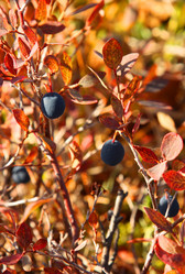 Similar image 775840