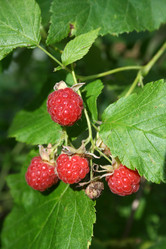 Similar image 776160