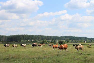 Similar image 776288