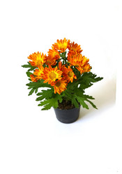 Similar image 778630