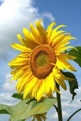 Similar image 778756