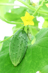 Similar image 779312