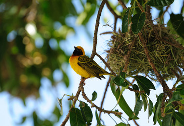 Similar image 779485