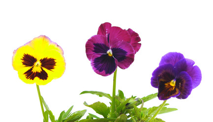 Similar image 779507