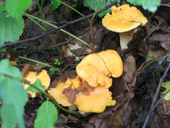 Similar image 780267