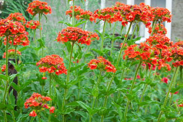 Similar image 780937